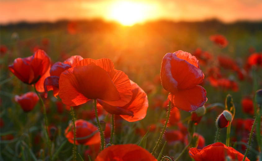 AnzacDay_Web_844x517